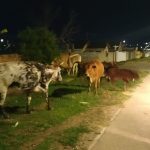 cattle